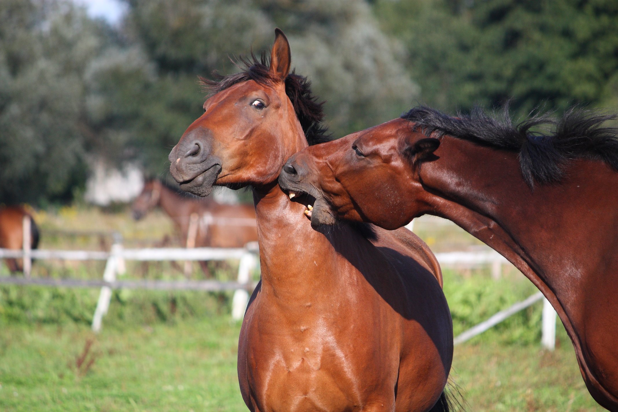 What symptoms indicate gastric ulcers in horses?