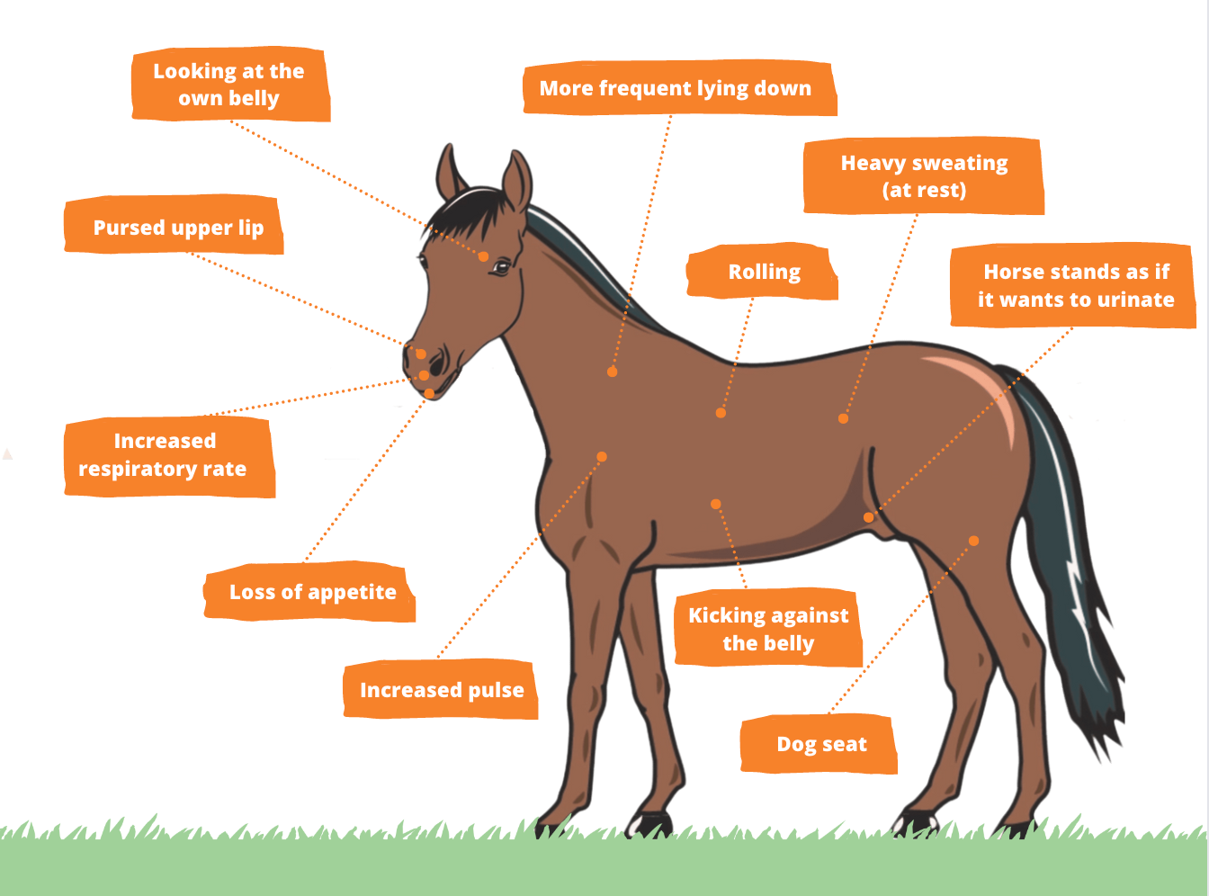 30 Essential Tips for Managing Colic in Horses