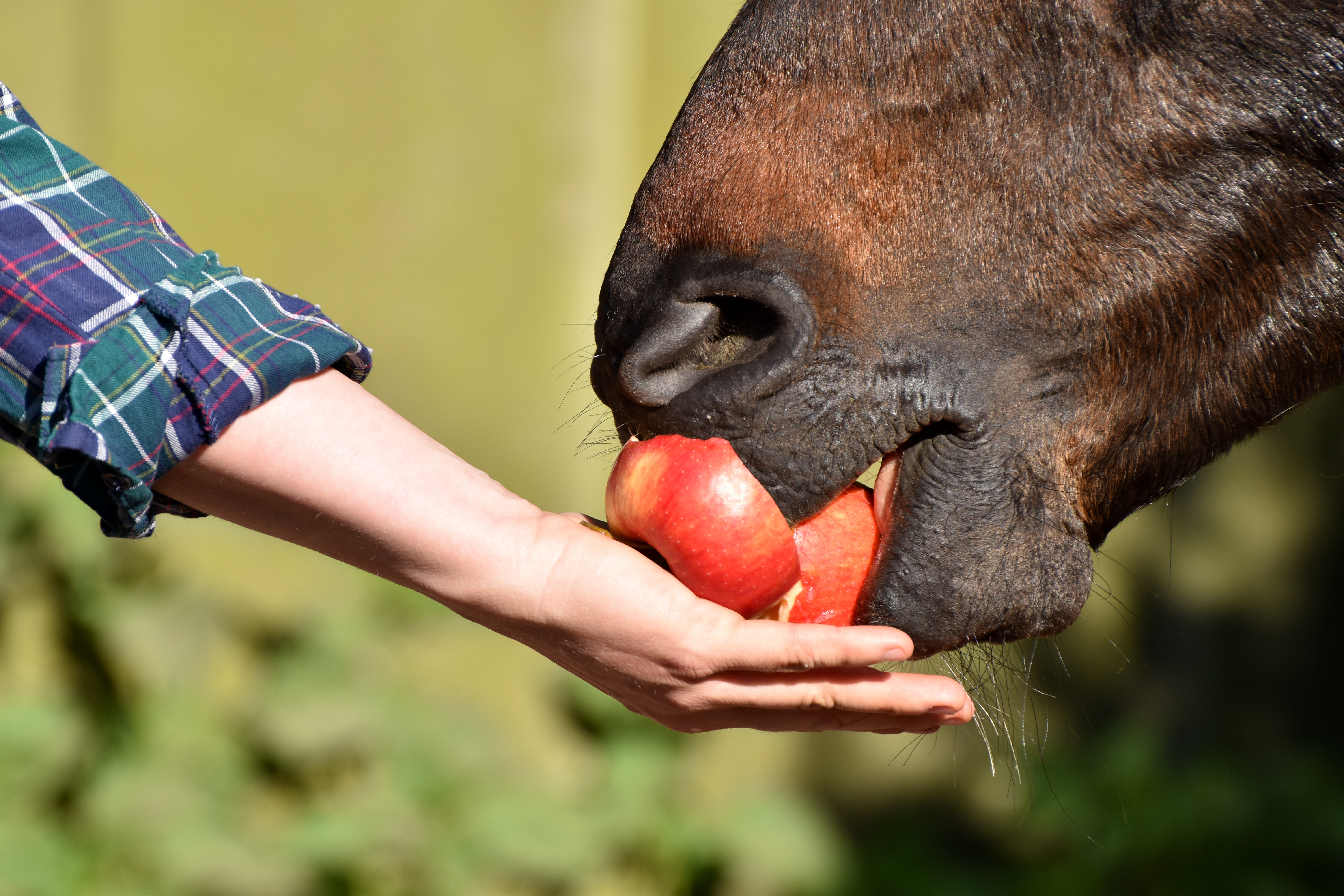 Sind 3 Äpfel am Tag Pferd zu viel?